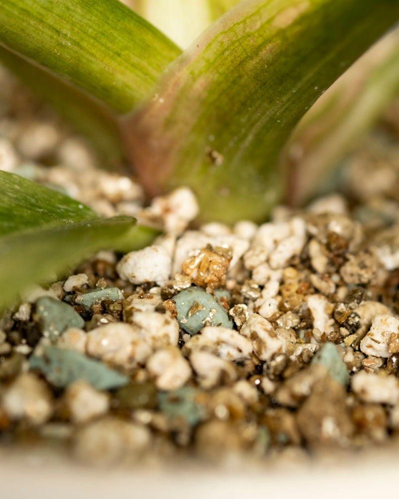 Nahaufnahme eines Philodendron 'Ring of Fire' - feiger Stamm mit gelber Panaschierung, umgeben von grünen Blättern und eingebettet in Erde, Perlite und kleinen Steinen - zeigt die detaillierte Pflanzmischung für diese Zimmerpflanze.
