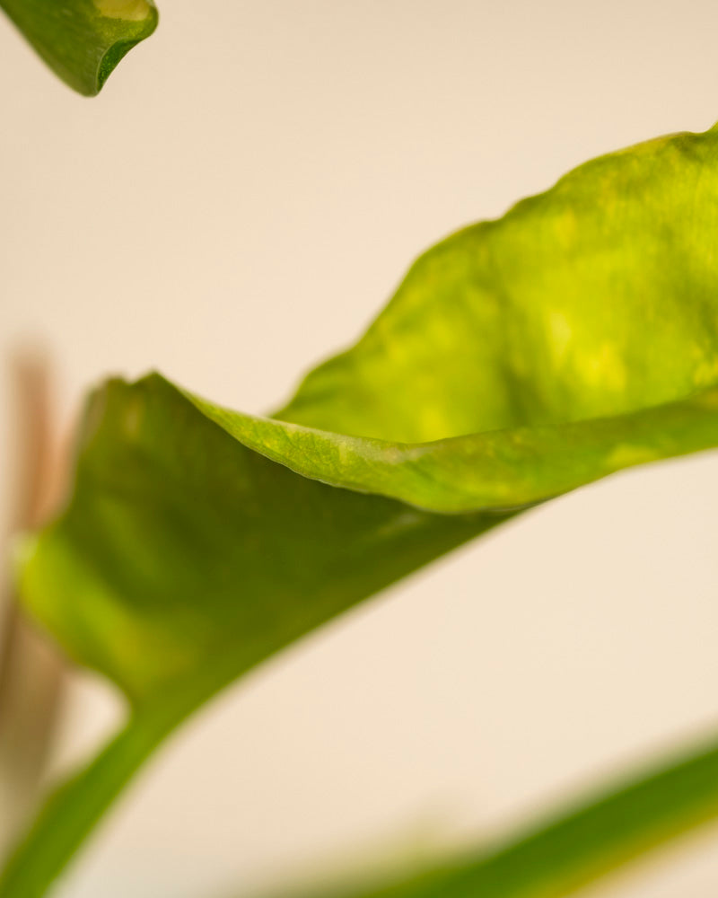 Nahaufnahme eines Philodendron 'Ring of Fire' - Feenblattes in weichem Licht vor einem unscharfen beigen Hintergrund, der die strukturierte Oberfläche, die natürliche Kräuselung des Randes und die zarte gelbe Panaschierung zur Geltung bringt.