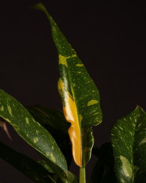 Detailshot eines Philodendron 'Ring of Fire'