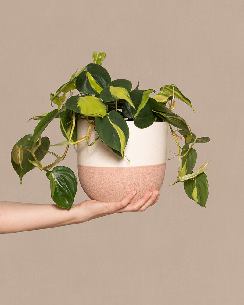 Philodendron scandens Brasil im Anthrazit Übertopf in Händen getragen