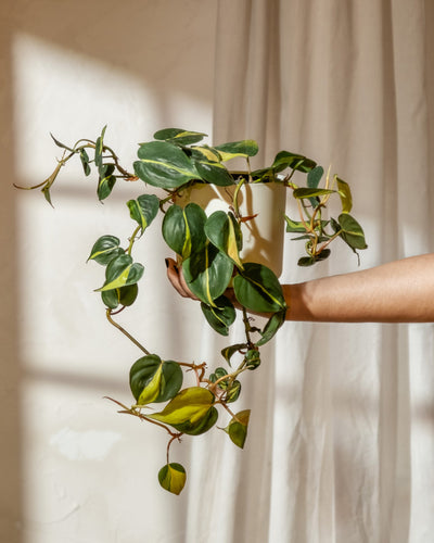 Eine Hand hält einen Hydro • Philodendron scandens Brasil mit üppigen grün und gelb bunten herzförmigen Blättern. Der Hintergrund ist sanft mit weißen Vorhängen beleuchtet, was eine ruhige und natürliche Atmosphäre schafft.