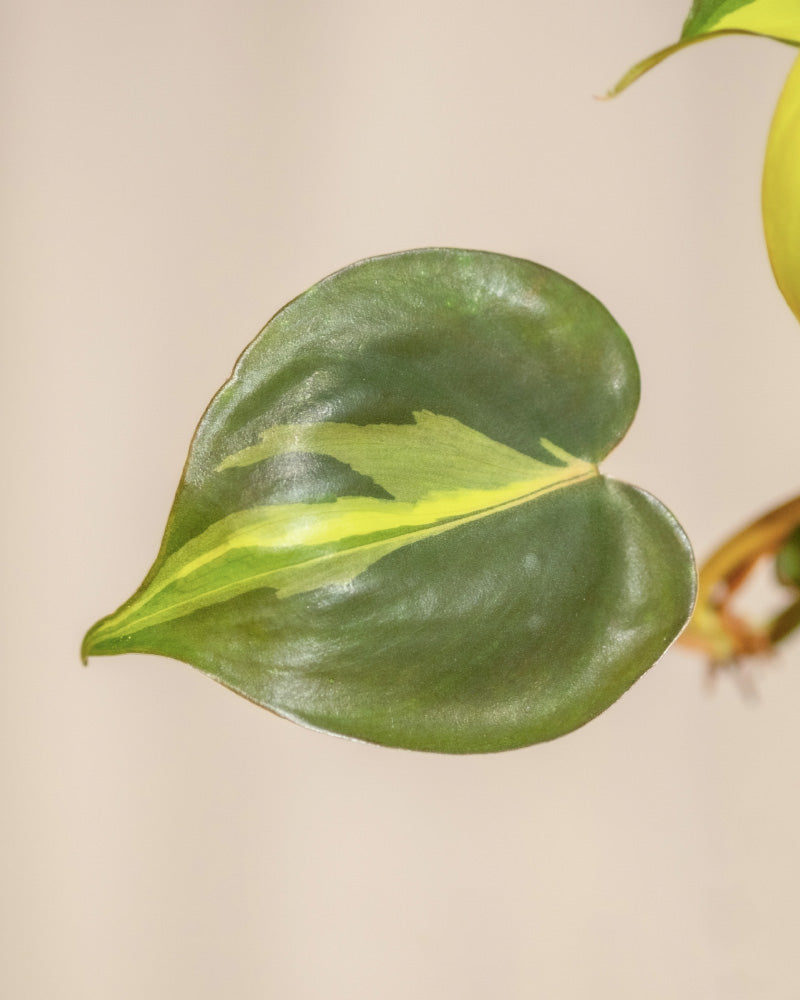 Nahaufnahme eines einzelnen herzförmigen grünen Blattes des Hydro • Philodendron scandens Brasil, das einen auffälligen asymmetrischen gelben Streifen in der Mitte aufweist. Das Blatt hat eine glänzende Oberfläche und seine ausgeprägte Färbung hebt sich von einem neutralen Hintergrund ab.