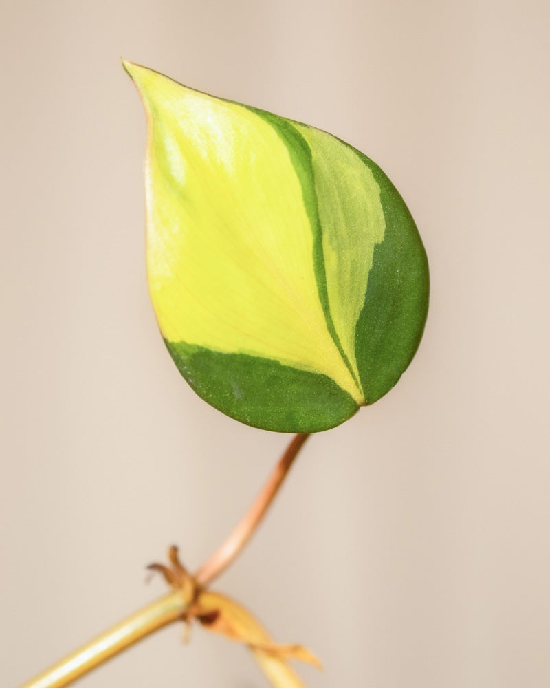 Eine Nahaufnahme eines herzförmigen Blattes mit einem grün-gelben bunten Muster, charakteristisch für Hydro • Philodendron scandens Brasil. Das Blatt ist an einem dünnen, hellbraunen Stiel befestigt, wobei der Hintergrund in einer weichen, neutralen Farbe gehalten ist.