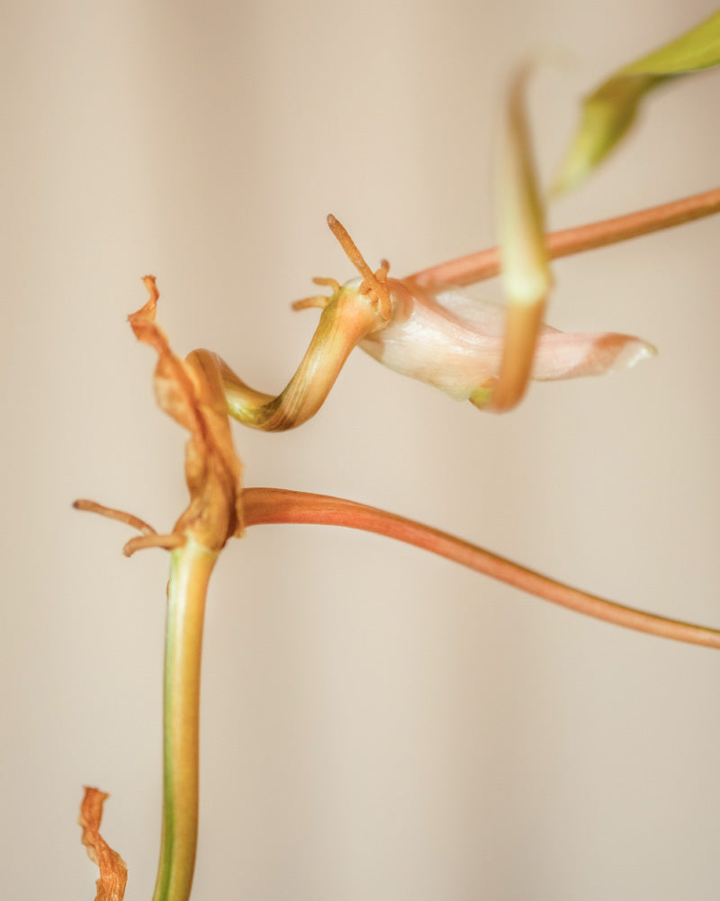 Nahaufnahme einer verwelkten Blume mit getrockneten Blütenblättern und blassgrünen Stielen vor einem weichen, neutralen Hintergrund. Die Blume wirkt zerbrechlich, mit zarten Texturen und gedämpften Farben, was ein Gefühl von Verfall und dem Vergehen der Zeit vermittelt. In der Nähe bieten die leuchtenden Blätter eines Hydro • Philodendron scandens Brasil einen auffälligen Kontrast.