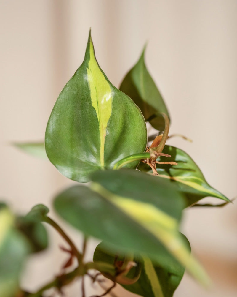 Nahaufnahme eines herzförmigen Hydro-Philodendron-brasil-Blattes mit einem auffälligen gelben Streifen in der Mitte, umgeben von zusätzlichem grünem Laub auf unscharfem Hintergrund.