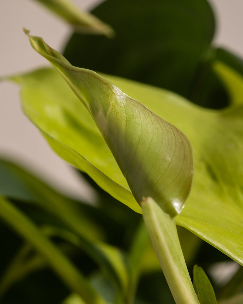 Detailaufnahme vom Blatt eines Philodendron scandens Brasil