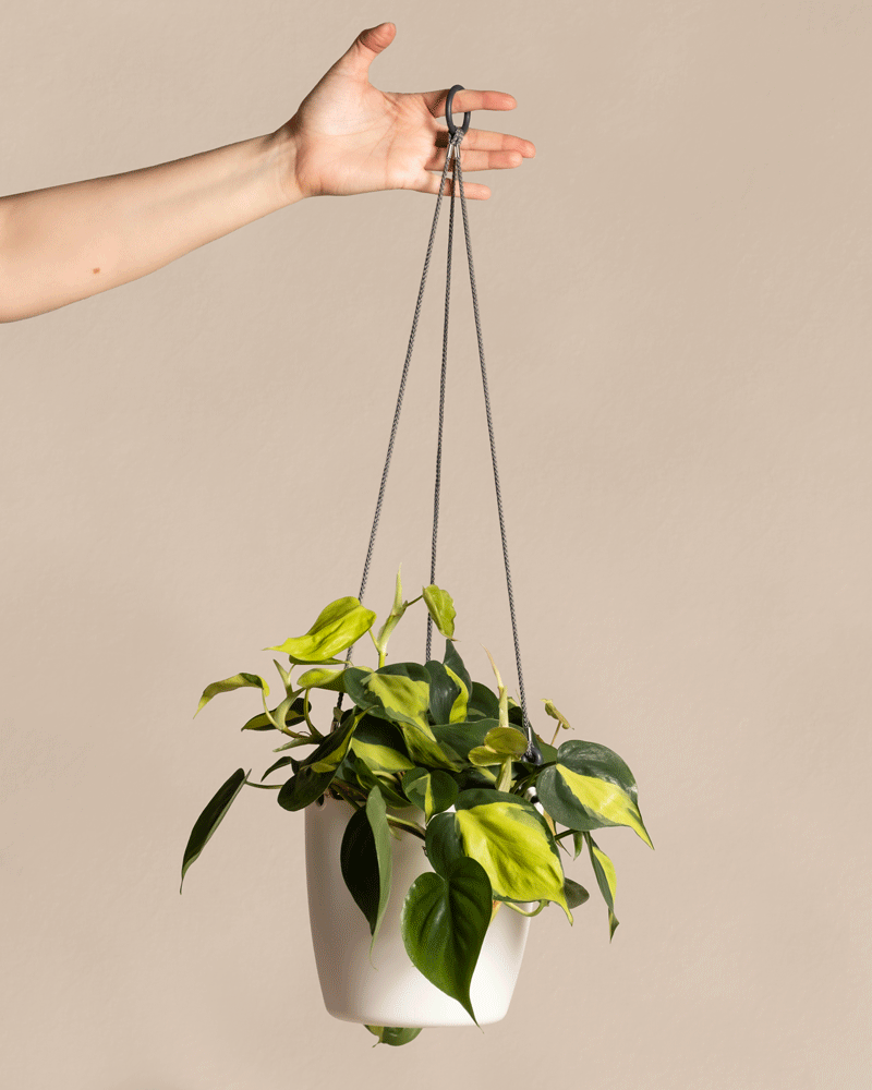 Philodendron scandens Brasil im verschiedenen 'Hangetopf' von feey