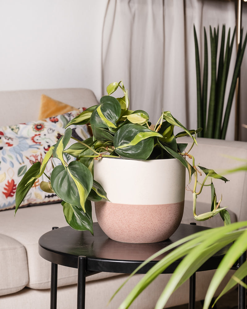 Philodendron scandens Brasil im Wohnzimmer