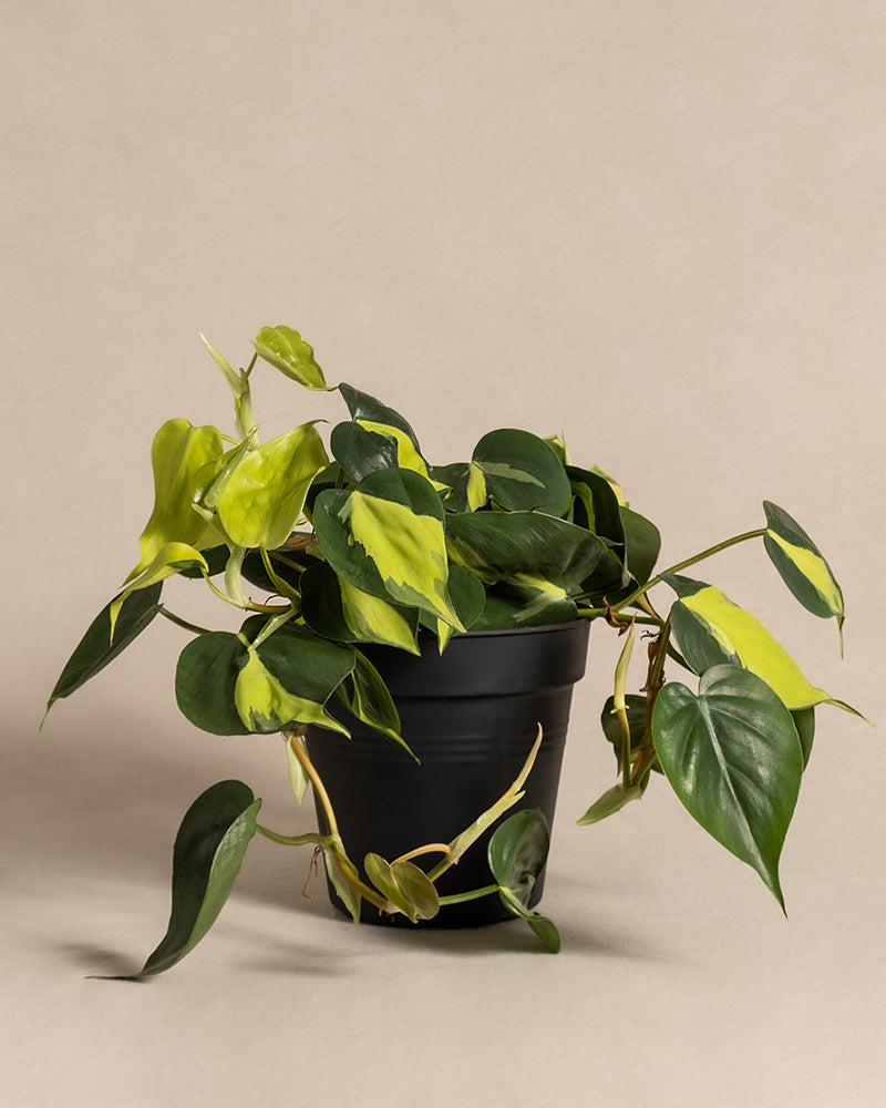 Philodendron scandens Brasil ohne Übertopf