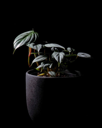 Philodendron sodiroi in dunklem feey Keramiktopf vor schwarzem Hintergrund.