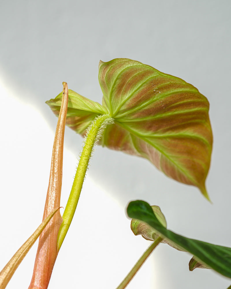 Detailaufnahme Philodendron verrucosum Blatt