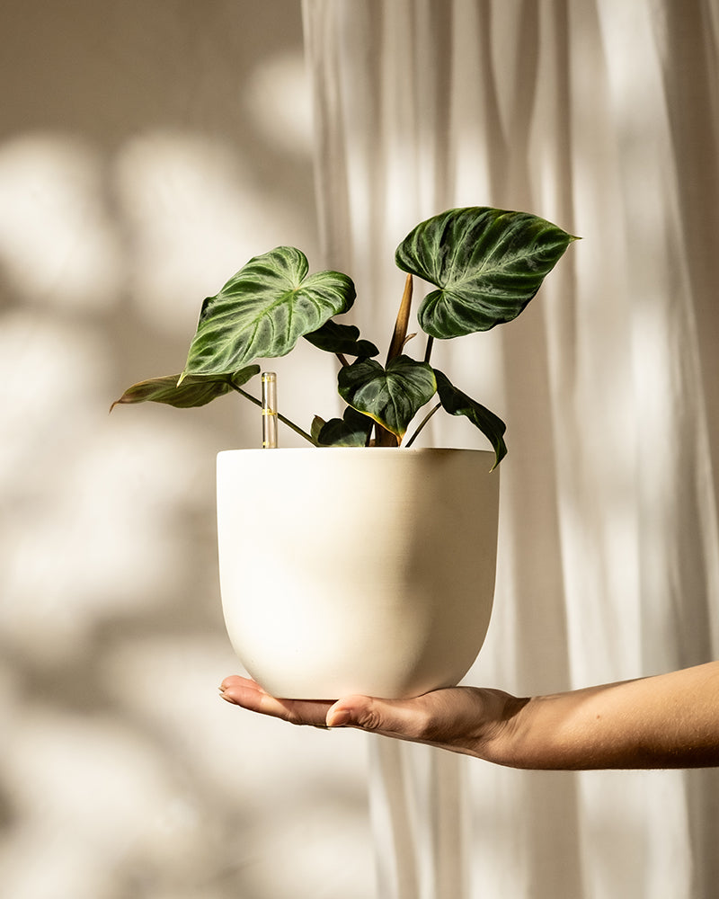 Eine Hand hält einen weißen Topf mit einem üppigen Hydro • Philodendron verrucosum vor einem sanft beleuchteten, neutralen Hintergrund, während das Sonnenlicht sanfte Schatten wirft und die strukturierten Blätter hervorhebt.