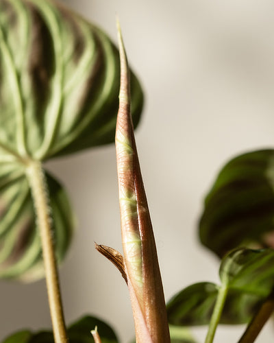 Ein Hydro • Philodendron verrucosum mit einem sich entfaltenden neuen Blatt zeigt seine einzigartige Textur. Das schlanke Blatt weist hellgrüne und rosa Farbtöne auf, die einen Kontrast zum grünen und dunklen Muster der reifen Blätter bilden und die Eleganz dieser Kletterpflanze verkörpern.