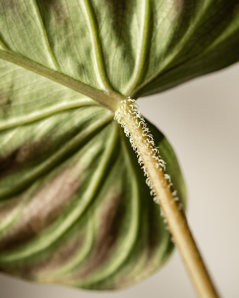 Nahaufnahme des Blattes des Hydro • Philodendron verrucosum mit sichtbaren Adern und einem mit winzigen weißen, lockigen Haaren bedeckten Stiel. Das Blatt weist die für seine Art charakteristischen braunen Flecken auf, die sich von einem sanften, neutralen Hintergrund abheben.