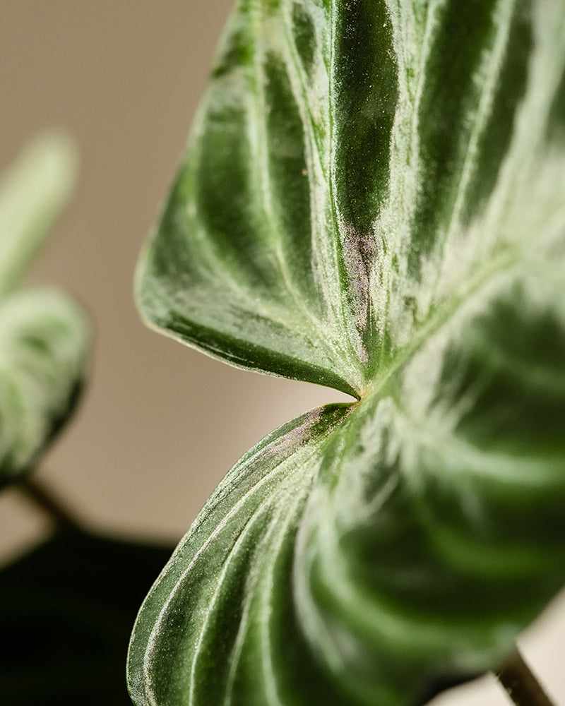 Nahaufnahme des Blattes des Hydro • Philodendron verrucosum, das seine samtige Textur, hellen Adern und feinen Details vor einem unscharfen Hintergrund zeigt. Die markanten Kurven zeigen die komplizierten Muster, die für die natürliche Schönheit dieser Kletterpflanze typisch sind.