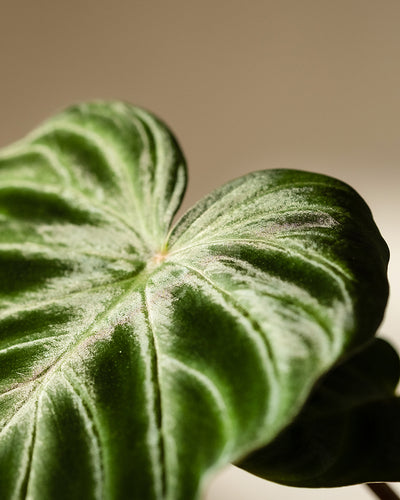 Eine Nahaufnahme des samtigen, herzförmigen grünen Blattes eines Hydro • Philodendron verrucosum zeigt seine sichtbaren Adern vor einem leicht verschwommenen Hintergrund, wobei das Licht die Textur und die subtilen Farbvariationen dieser Kletterpflanze hervorhebt.