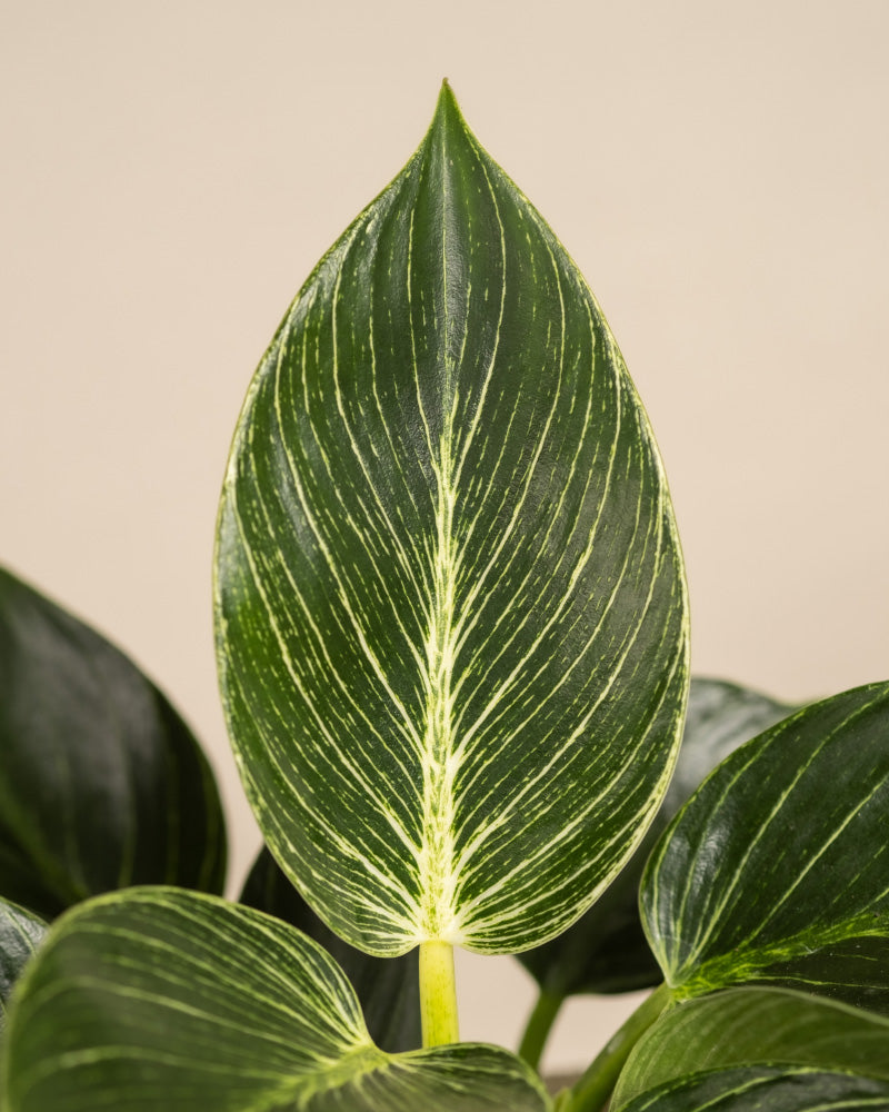 Nahaufnahme eines einzelnen länglichen Blattes des Philodendron Birkin „White Measure“ mit dunkelgrüner Färbung und markanten hellgrünen Adern. Die glänzende Oberfläche des Blattes hebt sich von einem unscharfen Hintergrund ab, umgeben von anderen ähnlichen Blättern.