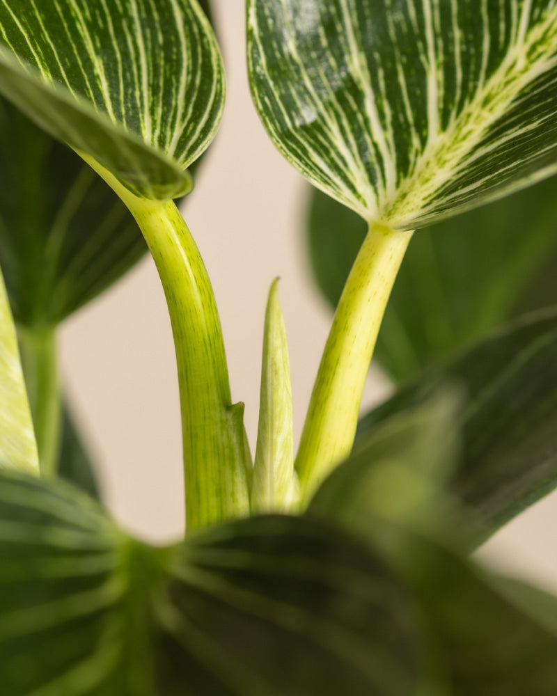 Nahaufnahme des Stamms und der Blätter eines Philodendron Birkin „White Measure“. Die dunkelgrünen, gestreiften Blätter des Baumfreunds weisen weiße Streifen auf, aus deren Mitte neuer Wuchs hervortritt. Der Hintergrund ist verschwommen, was die komplizierten Details dieser wunderschönen Pflanze hervorhebt.