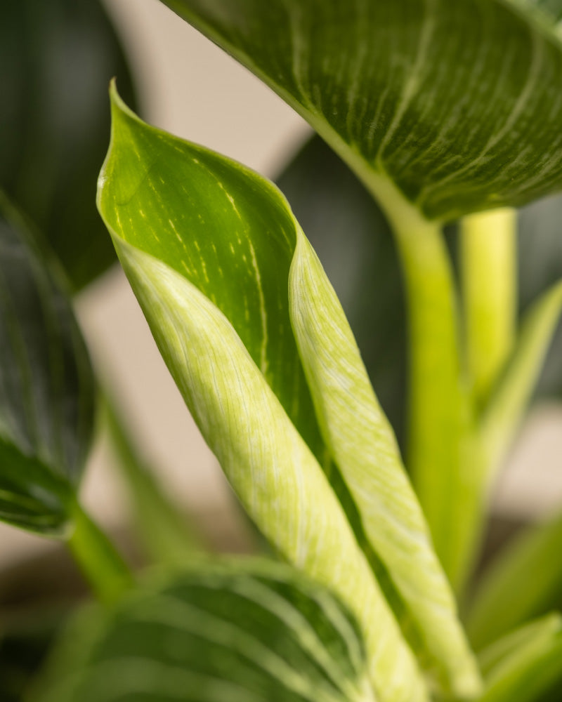 Nahaufnahme eines Philodendron Birkin „White Measure“ mit einem sich entfaltenden neuen Blatt. Der Fokus liegt auf dem hellgrünen, spiralförmig gewickelten Blatt in der Mitte, umgeben von größeren, dunkelgrünen Blättern mit auffälligen weißen Adern. Der Hintergrund ist leicht verschwommen.