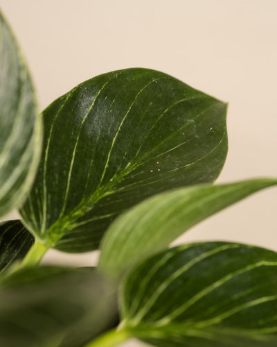 Nahaufnahme der Blätter des Philodendron Birkin „White Measure“ mit deutlichen weißen Adern vor einem schlichten beigen Hintergrund. Das Bild fängt die komplizierten Details dieser glänzenden, gestreiften Blätter ein und hebt ihre natürlichen Muster hervor.