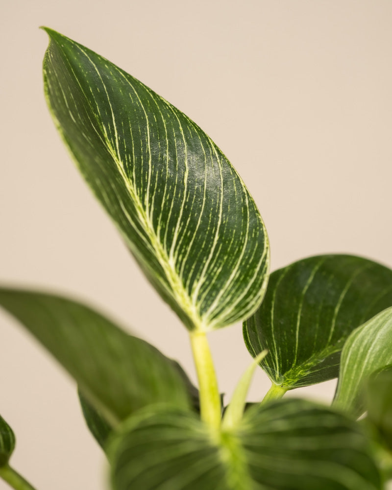 Nahaufnahme eines gesunden, kräftigen Philodendron Birkin „White Measure“ mit auffälligen weißen Streifen auf den Blättern. Der Hintergrund ist in einem sanften Beige gehalten und hebt das komplizierte Muster und die Struktur der gestreiften Blätter hervor.