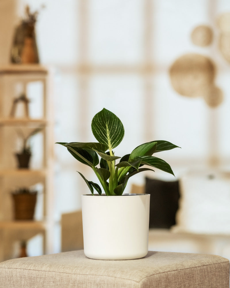 Ein kleiner Philodendron Birkin 'White Measure' mit breiten, glänzenden, gestreiften Blättern in einem weißen Topf steht auf einem beigen Kissen. Im Hintergrund ist ein sanft beleuchteter Raum mit Regalen mit Topfpflanzen und anderen Dekorationsgegenständen zu sehen, die eine warme und einladende Atmosphäre schaffen.