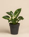 Ein eingetopfter Philodendron Birkin 'White Measure' mit breiten, dunkelgrünen, gestreiften Blättern mit auffälligen weißen Adern, vor einem schlichten beigen Hintergrund. 