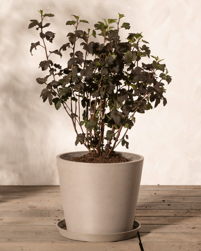 Eine kleine buschige Pflanze mit dunkelgrünen Blättern, Physocarpus opulifolius, steht in einem runden, beigen Topf auf einer passenden Untertasse. Der Hintergrund ist eine schlichte, helle Wand, und der Topf steht auf einer Holzoberfläche. Die Pflanze hat mehrere Stängel mit Blattbüscheln.