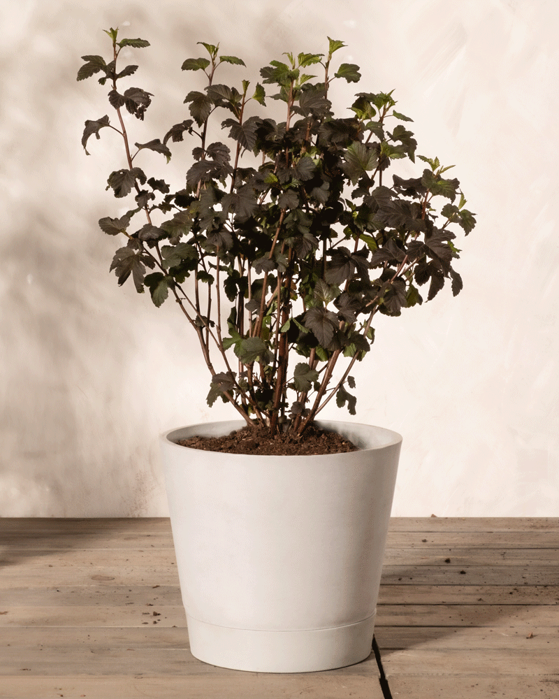 Ein eingetopfter Physocarpus opulifolius mit dunkelgrünen Blättern steht in einem weißen Keramiktopf auf einem Holzboden. Die Pflanze hat mehrere Stiele und ist vor einem neutralen Hintergrund gut beleuchtet.