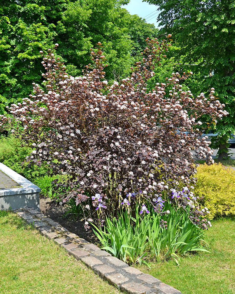 Ein dichter Gartenbusch in voller Blüte mit Büscheln rosa-weißer Blüten, bekannt als Physocarpus opulifolius, ist von hohen grünen Schwertlilien mit violetten Blüten umgeben. Der Busch ist Teil eines angelegten Gartenbereichs mit Gras- und Steinrändern im Vordergrund und üppigen grünen Bäumen im Hintergrund.