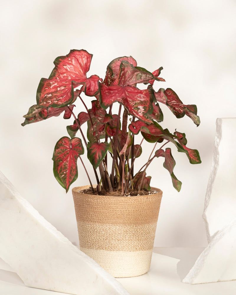 Eine Caladium „Pink Panther“ mit großen herzförmigen roten, rosa und grünen Blättern steht auf einer weißen Fläche zwischen weißen Steinstücken. Der Topf ist mit hellbrauner und cremefarbener Schnur umwickelt.
