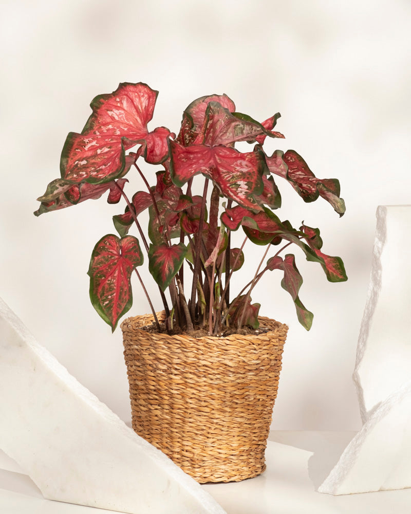 Das Caladium „Pink Panther“ mit seinen auffälligen, pfeilförmigen, rosafarbenen Blättern mit grünem Rand wird in einem geflochtenen Korb auf einer weißen Oberfläche präsentiert, die durch weiße Skulpturen akzentuiert wird und Ihrem Zuhause lebendige Farben verleiht.