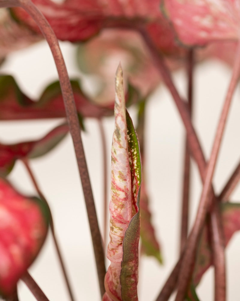 Eine Nahaufnahme eines fest eingerollten Caladium-Blattes „Pink Panther“, umgeben von anderen breiten, bunten Buntblattblättern vor einem weichen, neutralen Hintergrund.