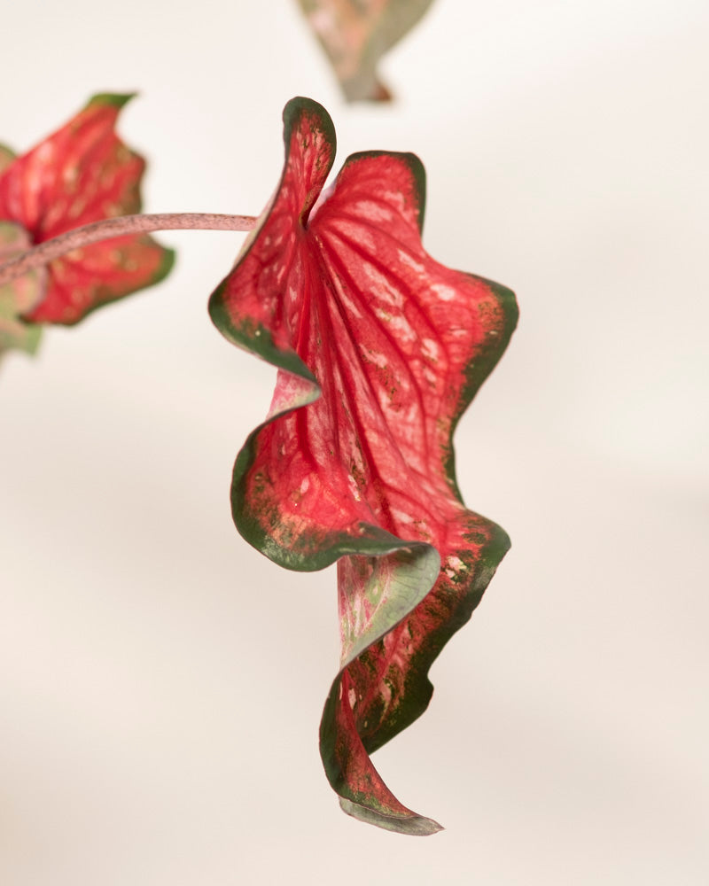 Eine Nahaufnahme eines leuchtenden Caladium-Blattes „Pink Panther“ mit welliger roter Färbung und dunkelgrünen Rändern vor einem weichen, neutralen Hintergrund.