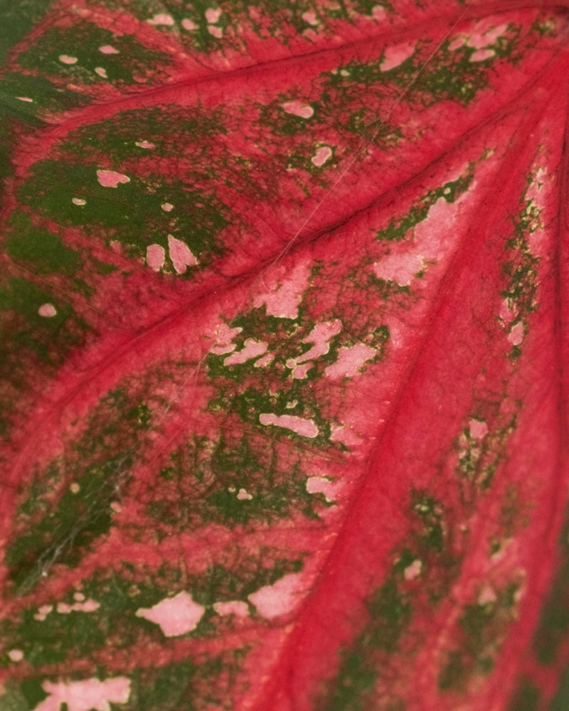Nahaufnahme eines Caladium-Blattes „Pink Panther“ mit markanten roten Adern und einer Mischung aus grünen und rosa Flecken, die die detaillierte Textur und die auffälligen Oberflächenmuster hervorheben.
