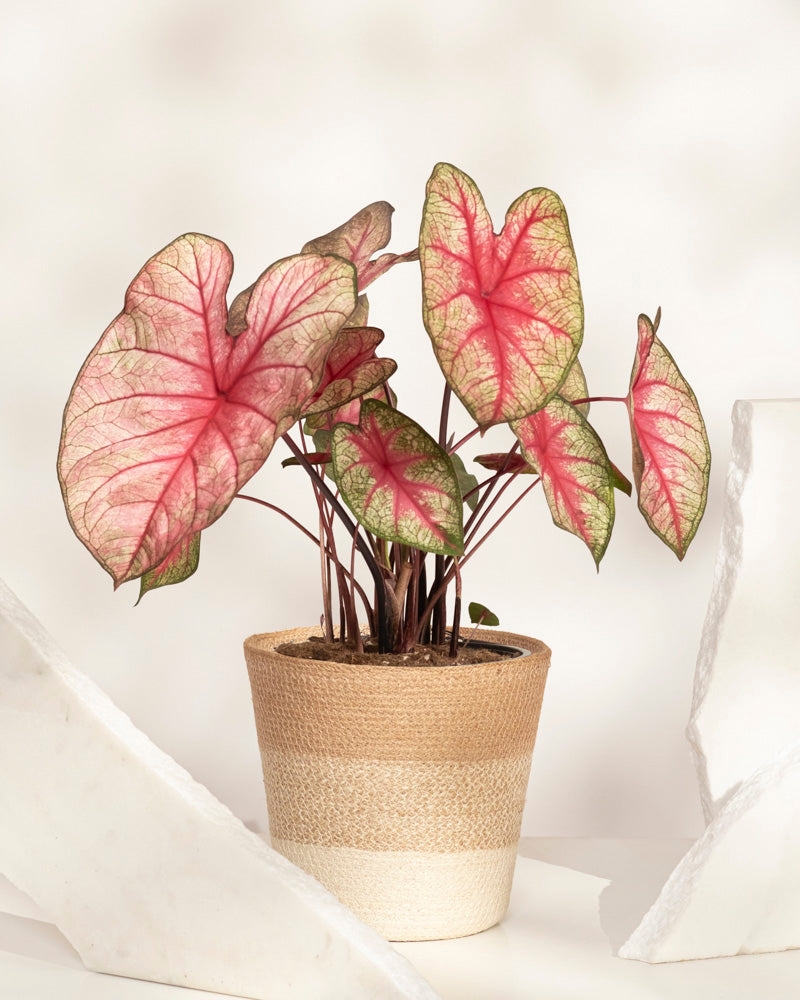Caladium 'Party Punch'