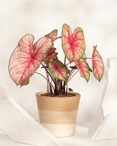 Caladium 'Party Punch'