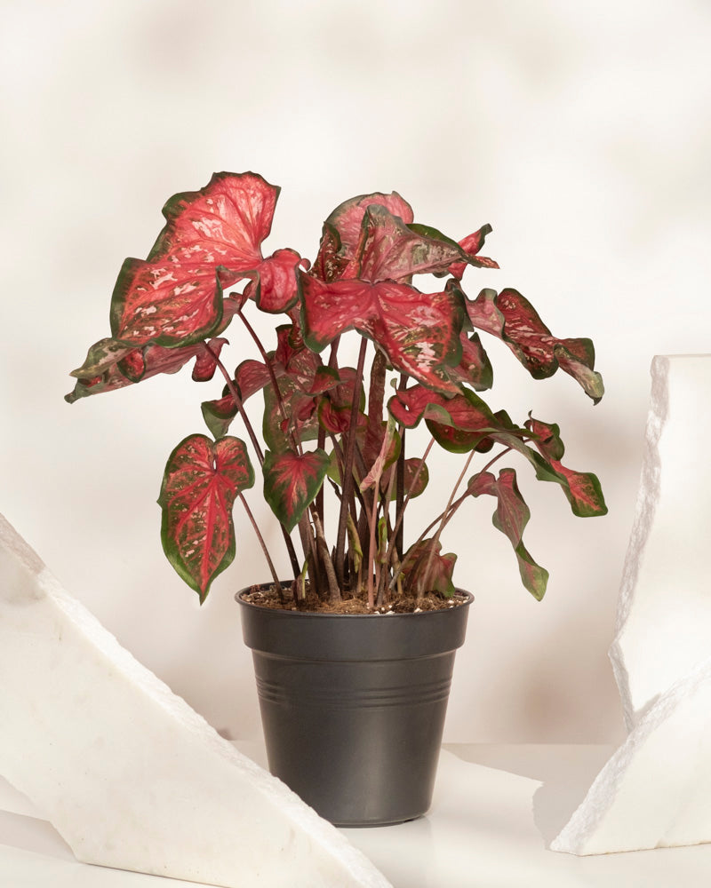Eine Caladium 'Pink Panther' im Topf zeigt auffällige rosa und grüne Blätter auf weißem Untergrund, eingebettet zwischen zwei großen weißen Steinen. Der sanft beleuchtete Hintergrund ist neutral.