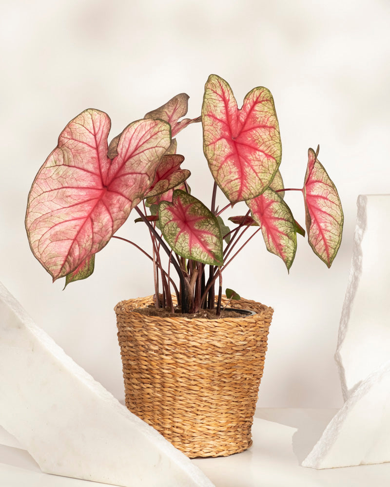 Caladium 'Party Punch'