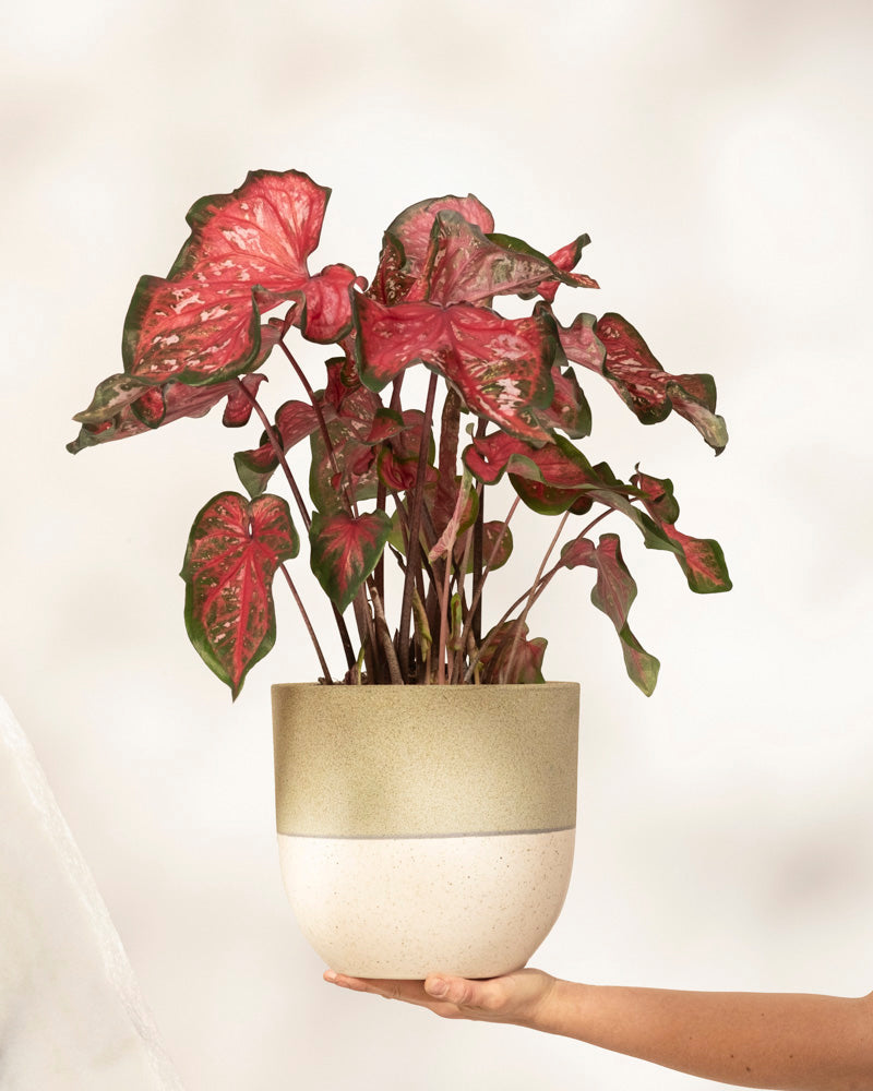 Eine Hand hält ein Caladium „Pink Panther“ mit großen, leuchtend grünen und rosa Blättern in einem zweifarbigen beige-hellgrünen Keramiktopf vor einem weichen, neutralen Hintergrund.
