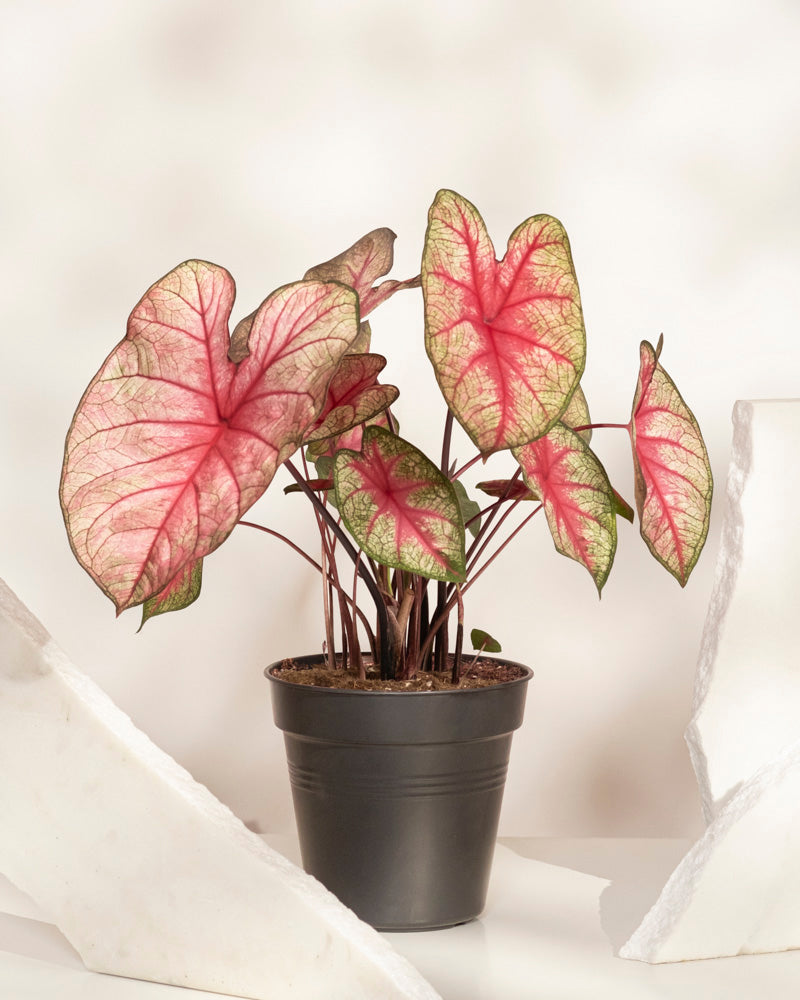 Caladium 'Party Punch'