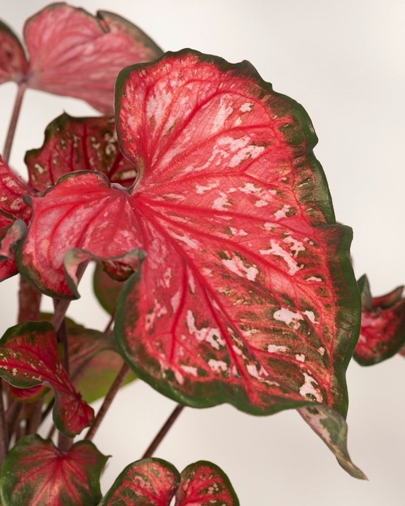 Eine Nahaufnahme eines Caladium-Blattes „Pink Panther“ hebt seine leuchtend rosa und roten Farbtöne, grünen Ränder und weißen Sprenkel vor einem weichen, neutralen Hintergrund hervor.