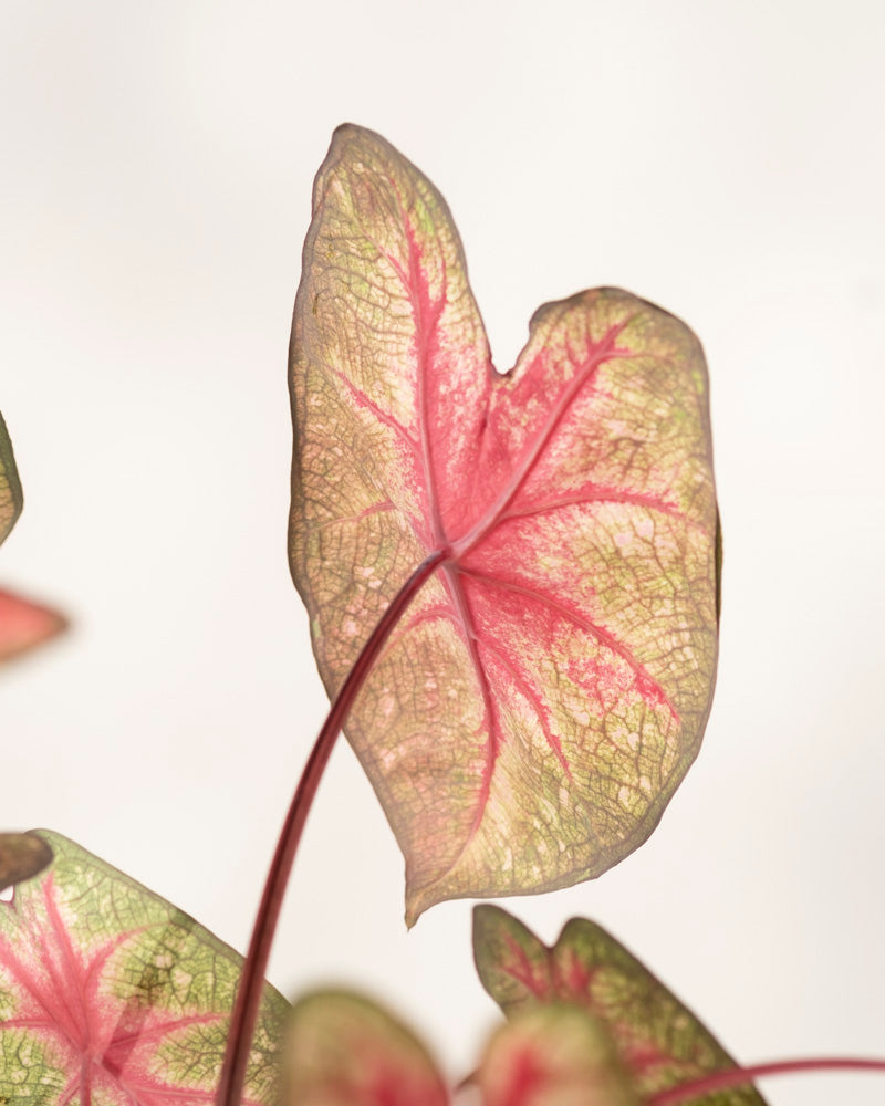 Caladium 'Party Punch'