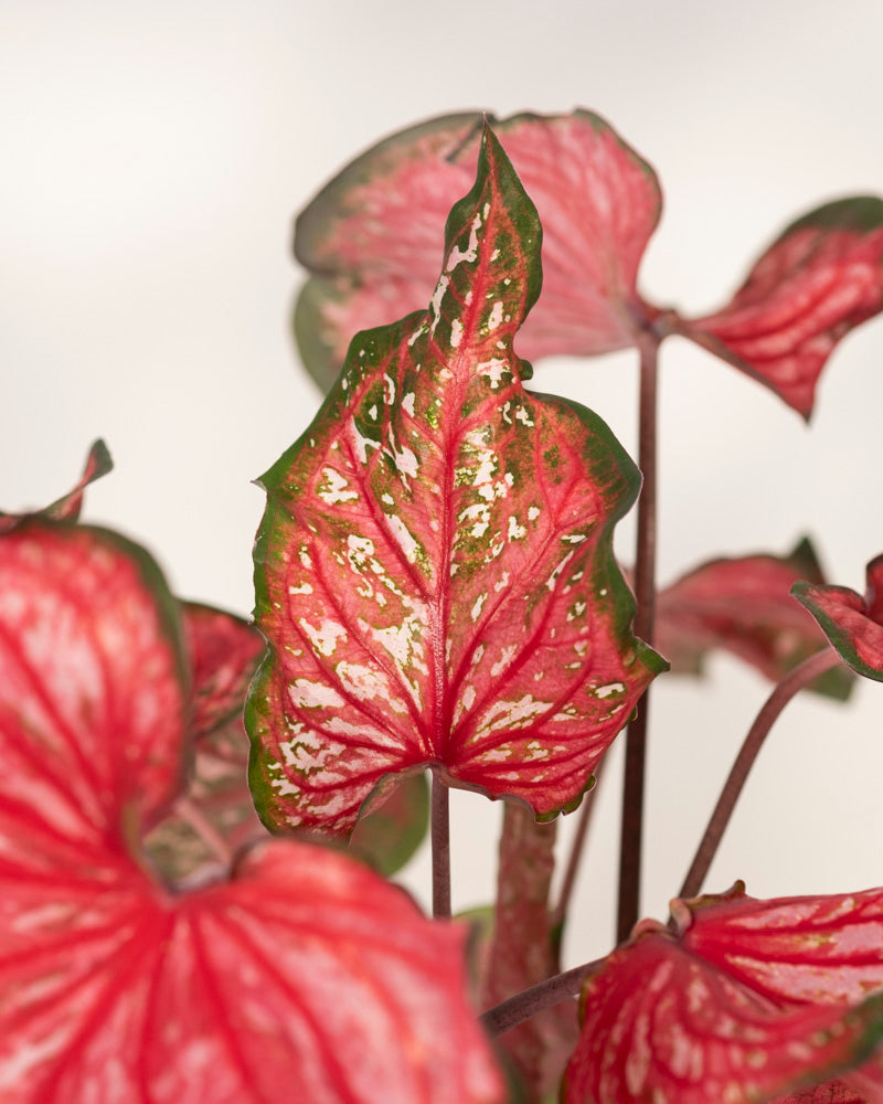 Nahaufnahme von Caladium „Pink Panther“ mit herzförmigen Blättern mit leuchtend roter Mitte, grünen Rändern und weißen Sprenkeln vor einem weichen, neutralen Hintergrund.