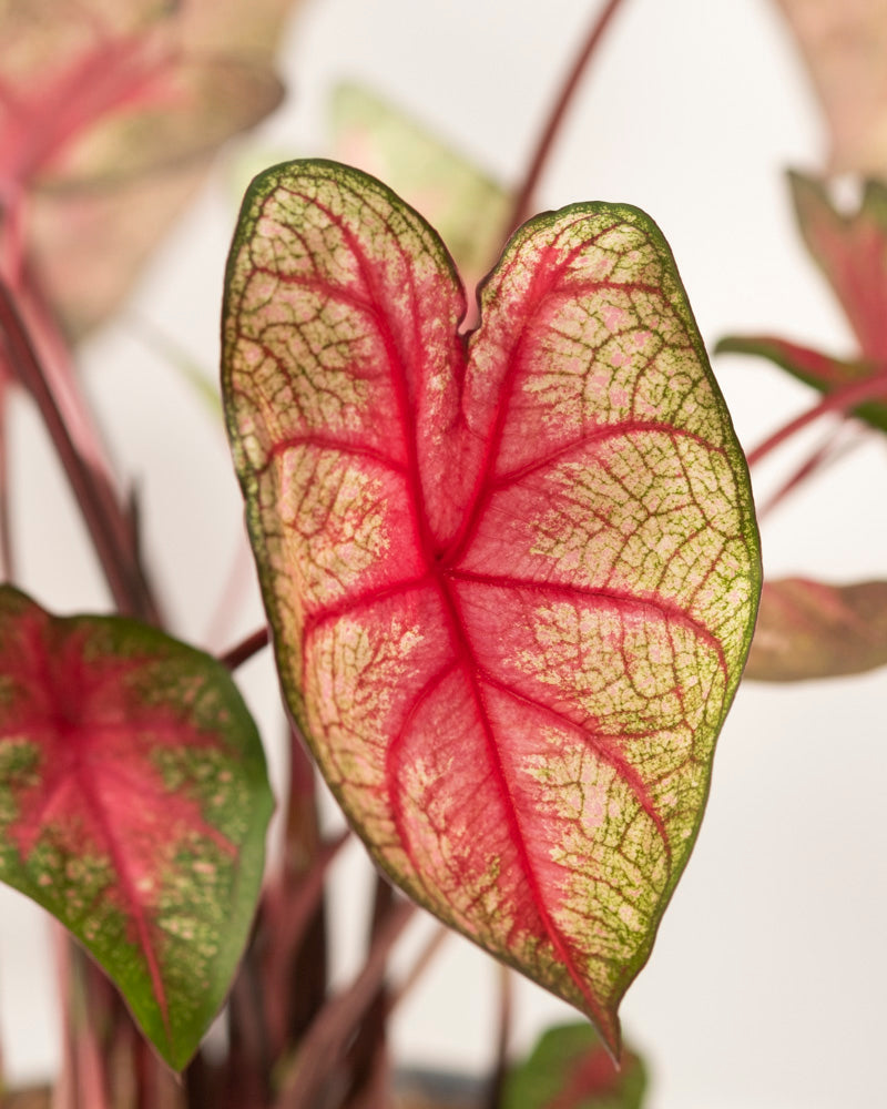 Caladium 'Party Punch'