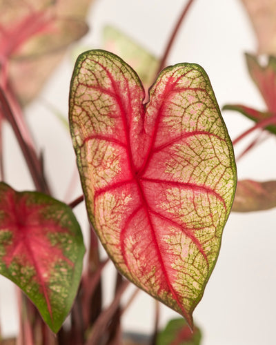 Caladium 'Party Punch'