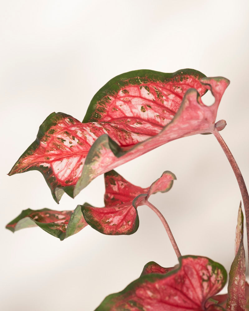 Nahaufnahme der Blätter der Caladium „Pink Panther“ mit leuchtend rosa Mitte, grünen Rändern und gesprenkelten Mustern vor einem hellen, neutralen Hintergrund.
