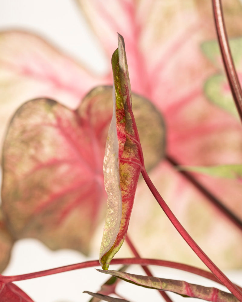 Caladium 'Party Punch'