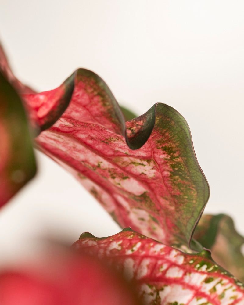 Nahaufnahme eines gewellten Caladium-Blattes „Pink Panther“, das eine rosa, grüne und rote Panaschierung mit komplizierten Adern vor einem leicht unscharfen Hintergrund aufweist.