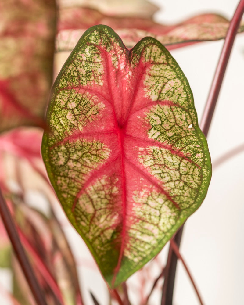 Caladium 'Party Punch'